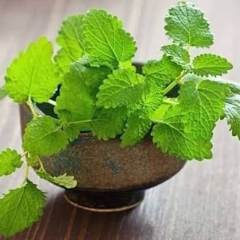 Lemon Balm.jpg