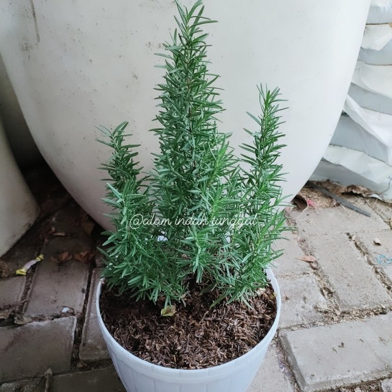 Rosemary.jpg