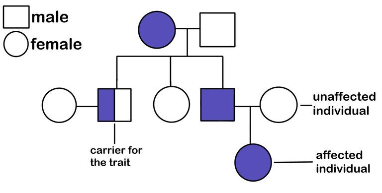 genetics-inheritance-pedigree.jpg