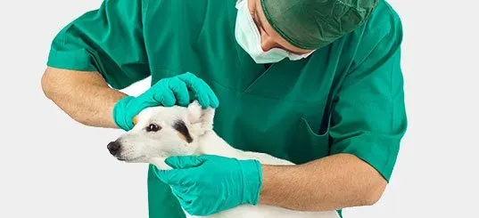 5 Minutes Free Writing - Flea Surgeon