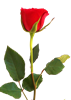 rose3160075_1280.png