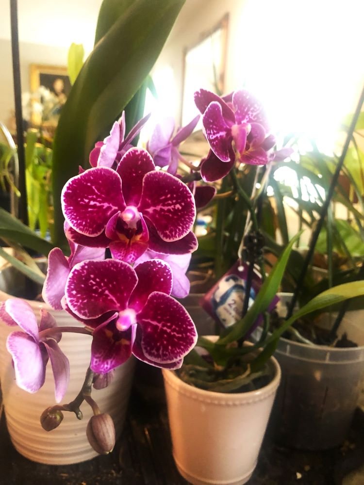 orchids7.jpg