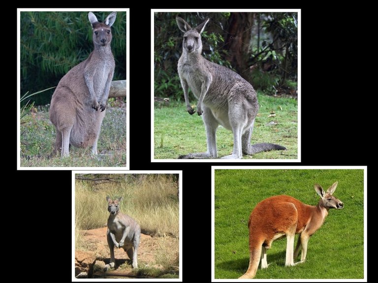 Kangaroo1.jpg