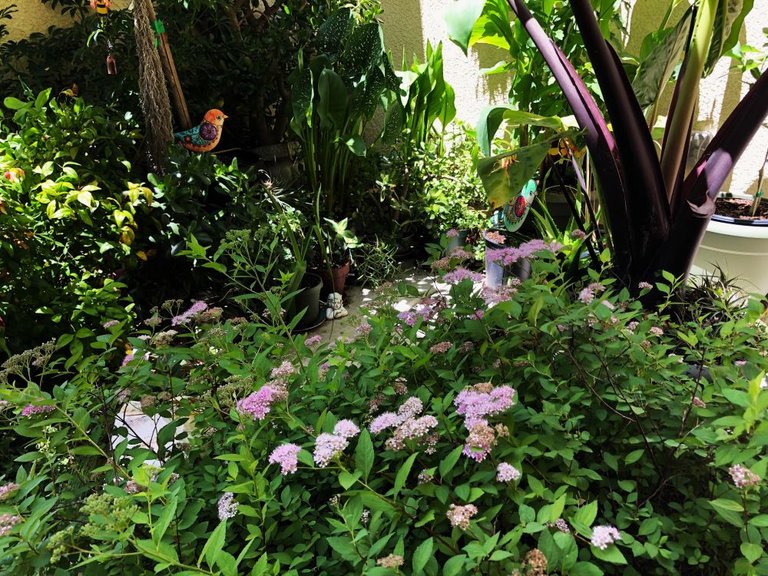 Garden15.JPG