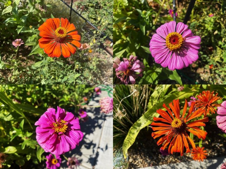 flowers1.jpg
