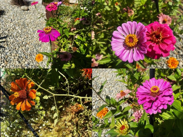 flowers3.jpg
