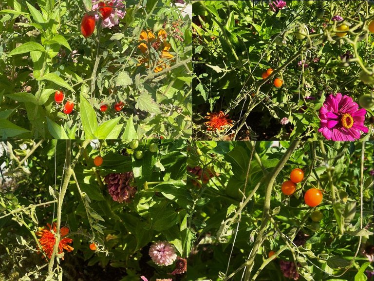 tomatoes.jpg