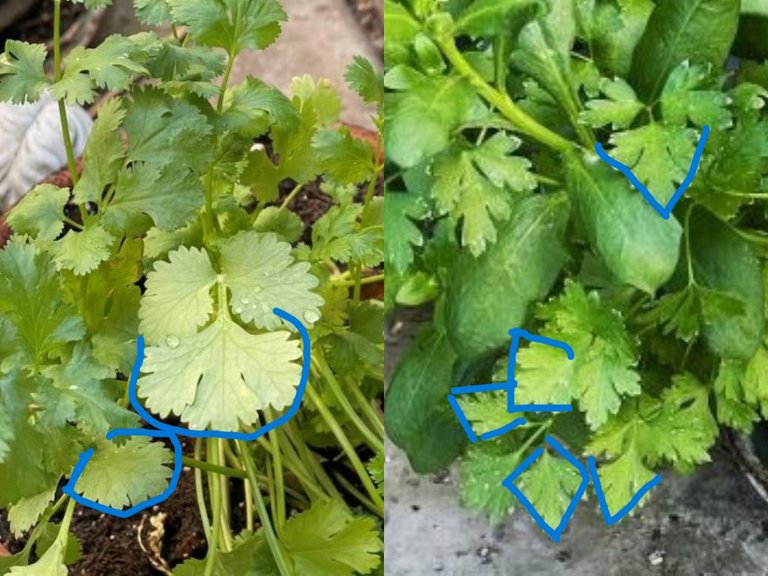 leaves (1)marks.jpg