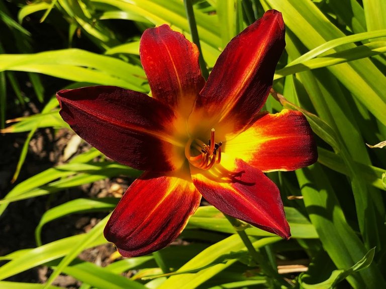 Daylillies2.jpg