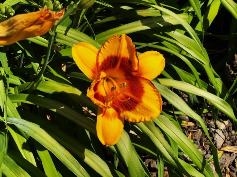 Daylillies1.jpg