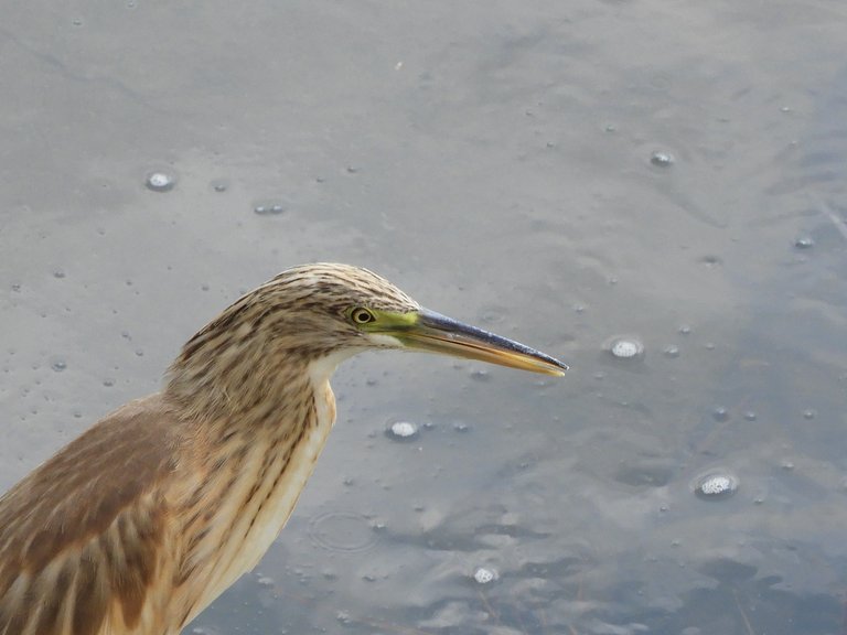 DSCN6184.JPG
