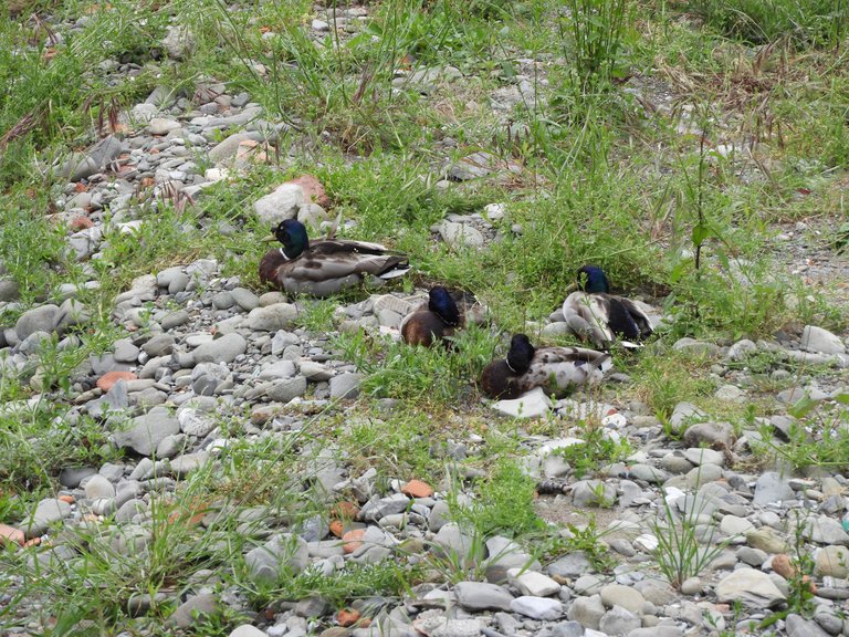 DSCN4593.JPG