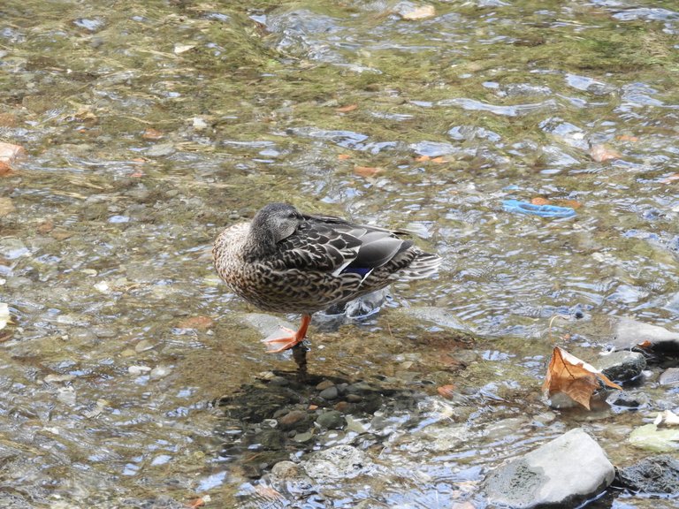 DSCN6086.JPG