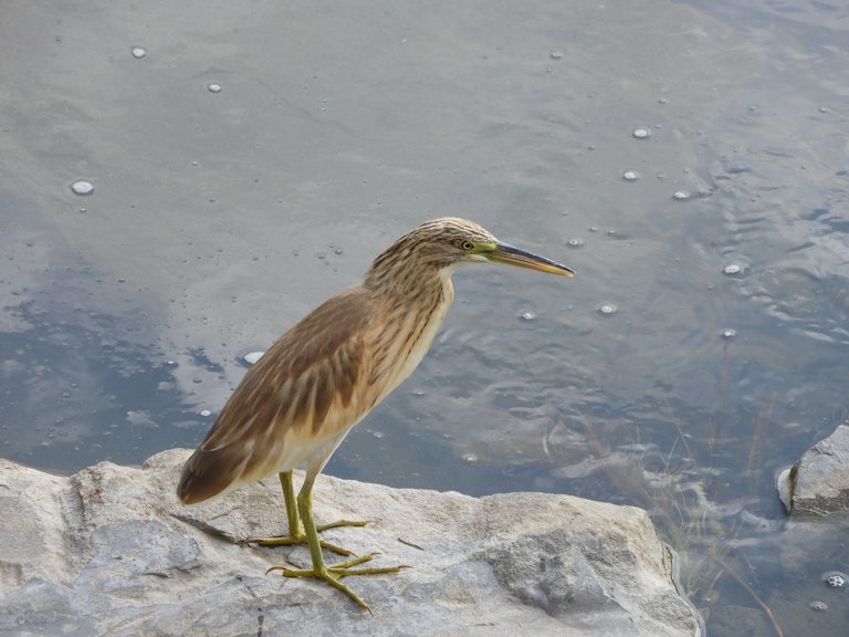 DSCN6185.JPG