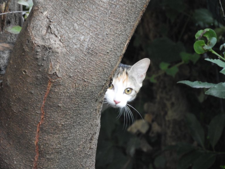 DSCN6305.JPG