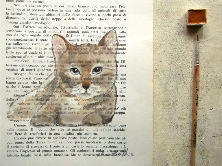 brown cat portrait on old book.jpg