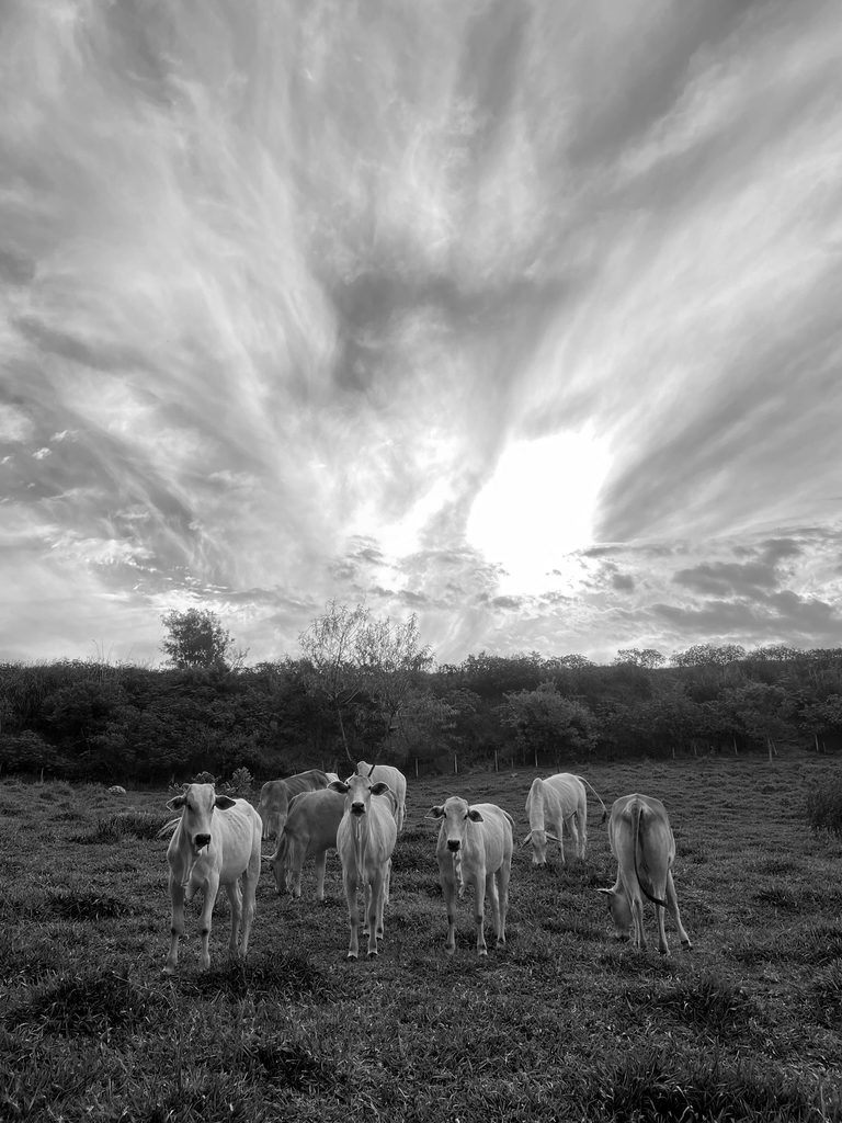 curious cows.png