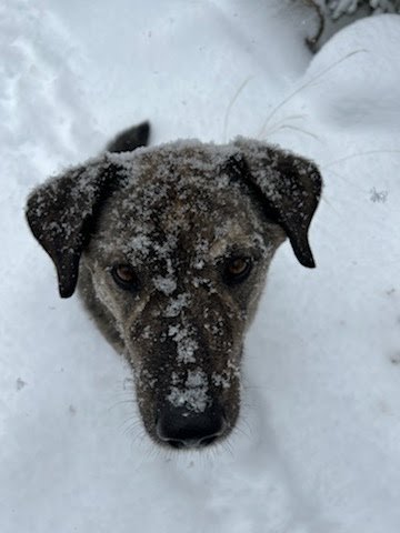 SNOW PUP BEST.jfif