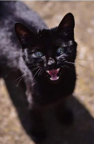 cat.png