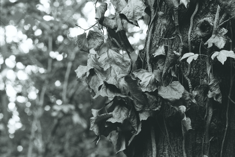 Guglielmo Anfossi - Dying leafs (2021)