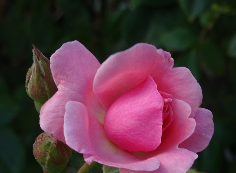 DSC02273.JPG