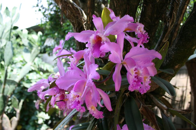 Cattleya_mossiae_-_Orquídea_Nacional_Venezolana.jpg
