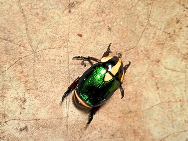 Escarabajo.png