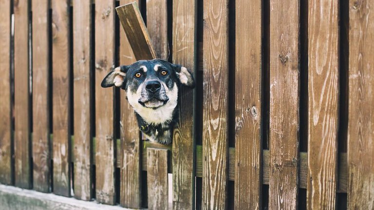 dog-in-fence.jpg