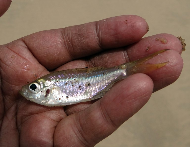 minnow382391_1920.jpg