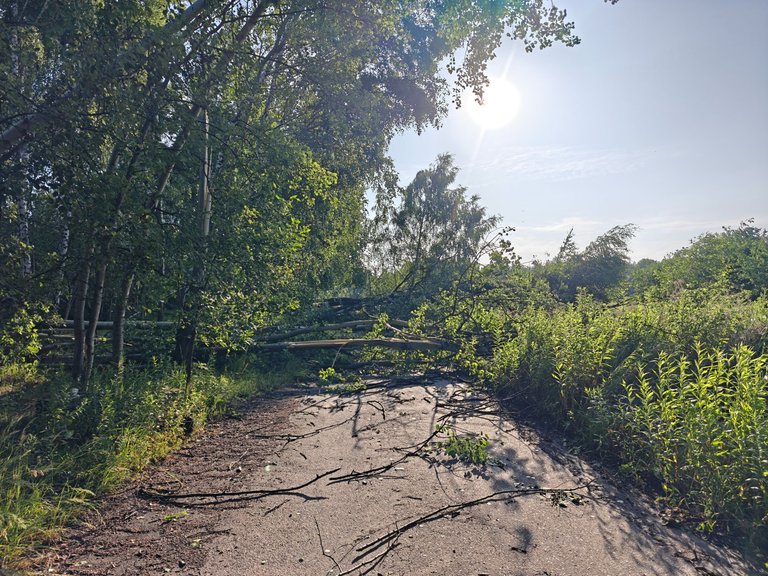 My Actifit Report Card: June 24 2025