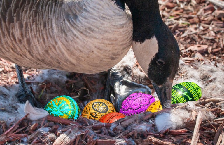 eastergoose.jpg