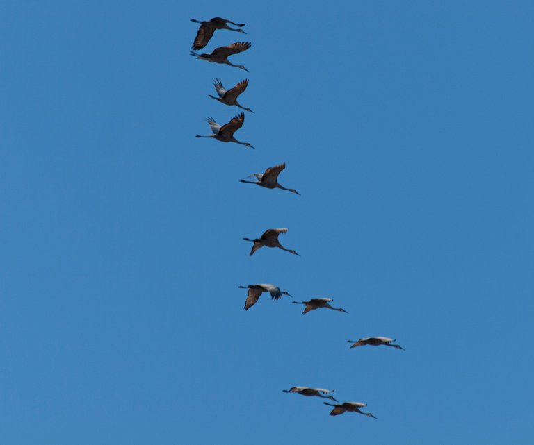 P1012781 copy.jpg