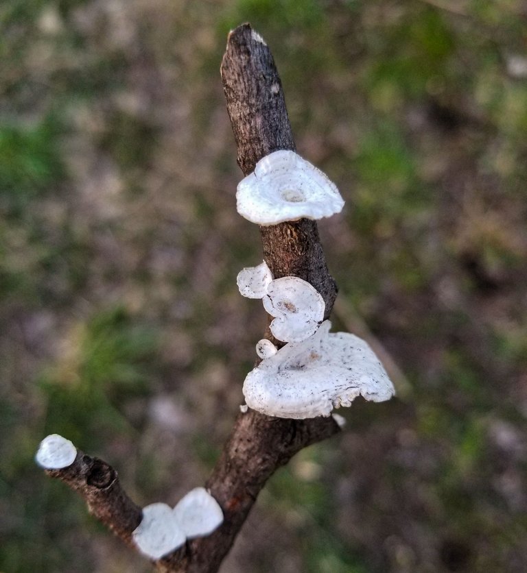 weirdpolypore.jpg