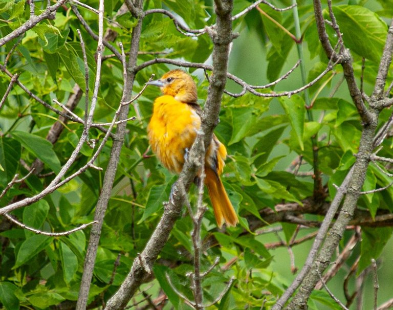 P1013560 copy.jpg