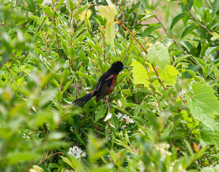 P1013557-Enhanced-NR copy.jpg