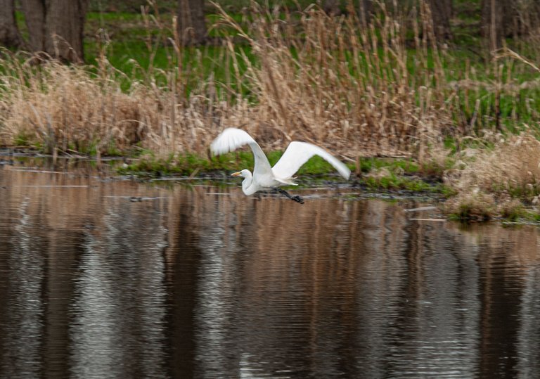 P1013197 copy.jpg