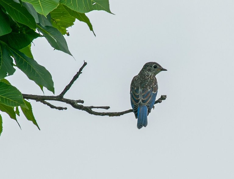 P1013566-Enhanced-NR copy.jpg