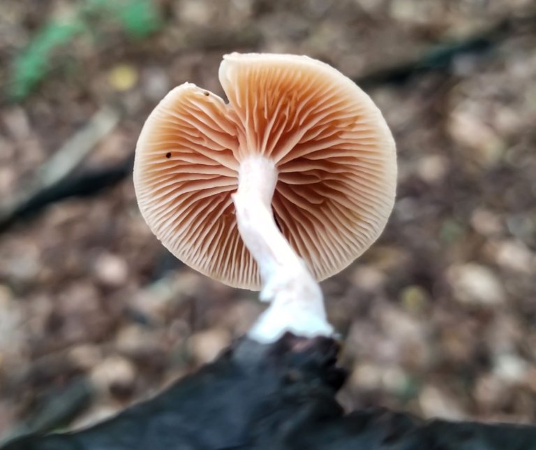 Gills1.jpg