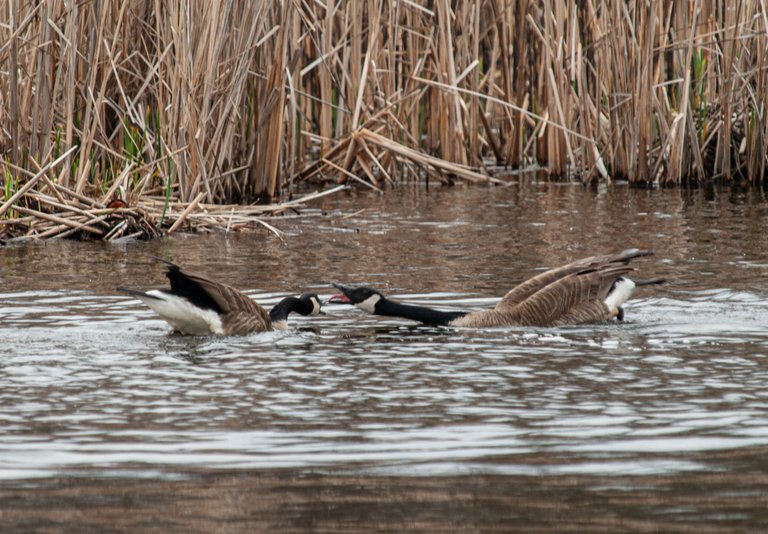 P1013190 copy.jpg