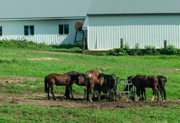 P1013754 copy.jpg
