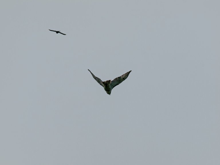 P1013670 copy.jpg