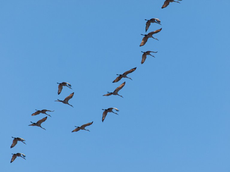 P1012784 copy.jpg