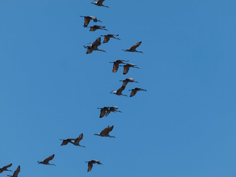 P1012782 copy.jpg