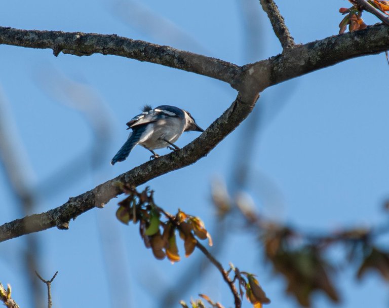 P1013255-Enhanced-NR copy.jpg
