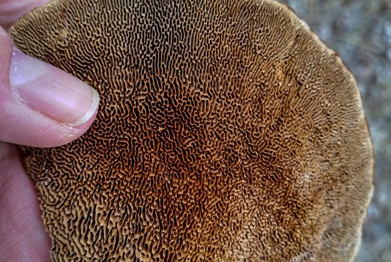 ThinWalledMazePolypore.jpg