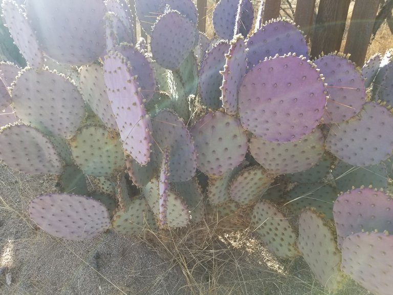 20250327_073737.jpg