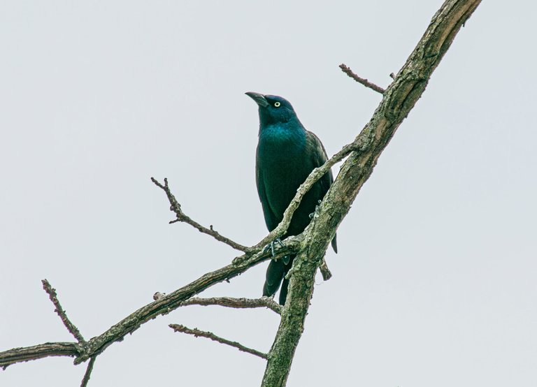 P1013207-Enhanced-NR copy.jpg