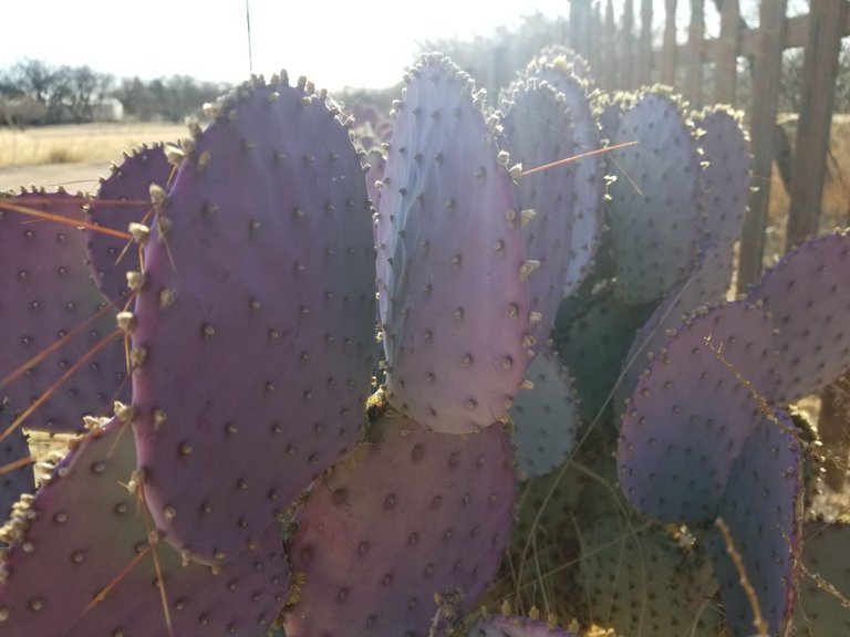20250327_073715.jpg