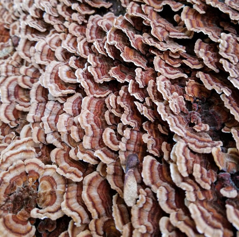 turkeytail.jpg