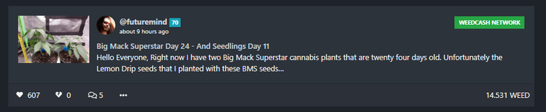 @futuremind Big Mack Superstar Day 24 - And Seedlings Day 11